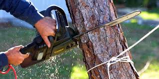 How Our Tree Care Process Works  in Edgewater, NJ